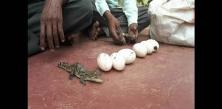 कृष्णेत आढळली 22 मगरीची पिल्लं Krishna river