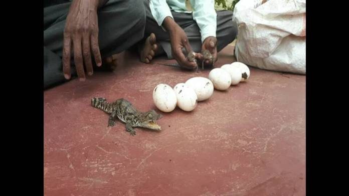 Krishna river Krishna river