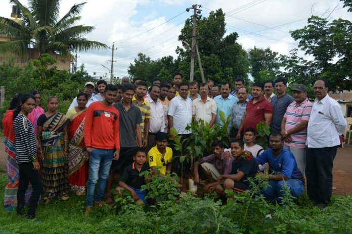 TRee plantation TRee plantation