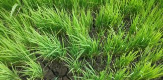 पाऊस नसल्याने शेतकरी चिंतेत NO rain