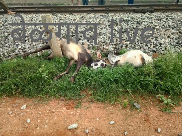 Cow accident Cow accident