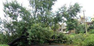 वेंगुर्ला रोड कोसळले झाड दुचाकी चक्काचूर tree felt