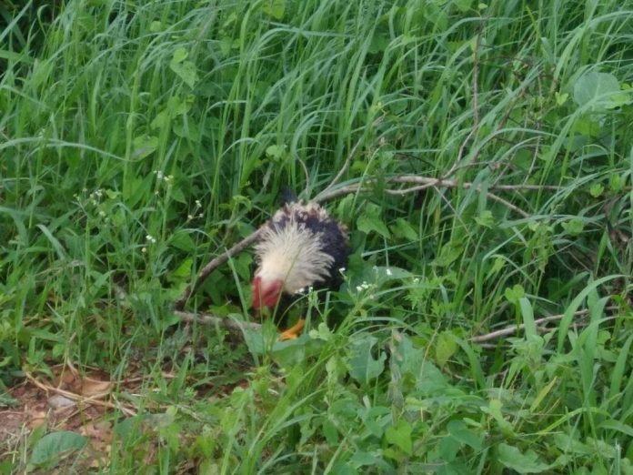 Karani cock Karani cock