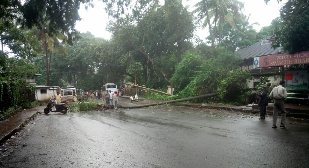 Coconut tree fall