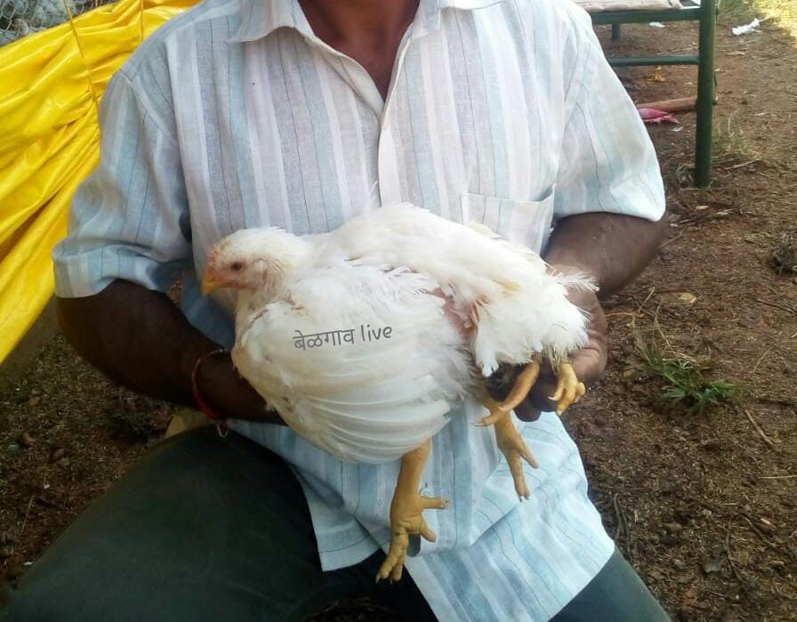 Four legs cock