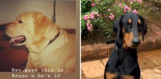 कुत्री हरवणे चोरीच्या घटनांत वाढ Missing dogs raised