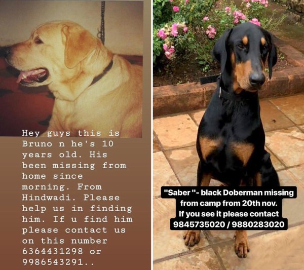 Missing dogs raised
