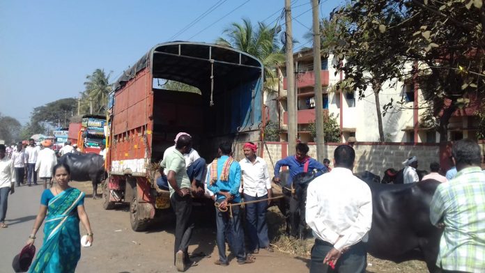 Cattle market on road Cattle market on road