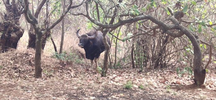 Forest kon Forest kon