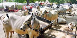 जिल्ह्यात चारा छावणी निर्माण करण्याची गरज