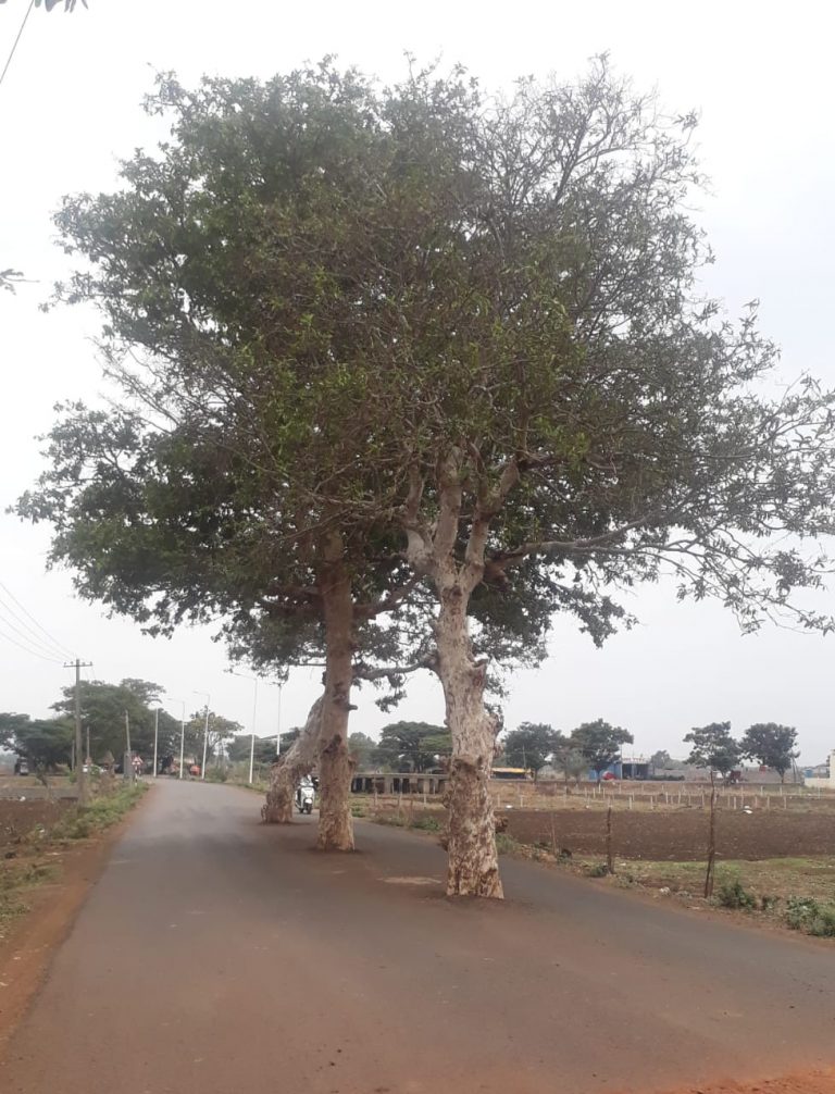 TRee on road