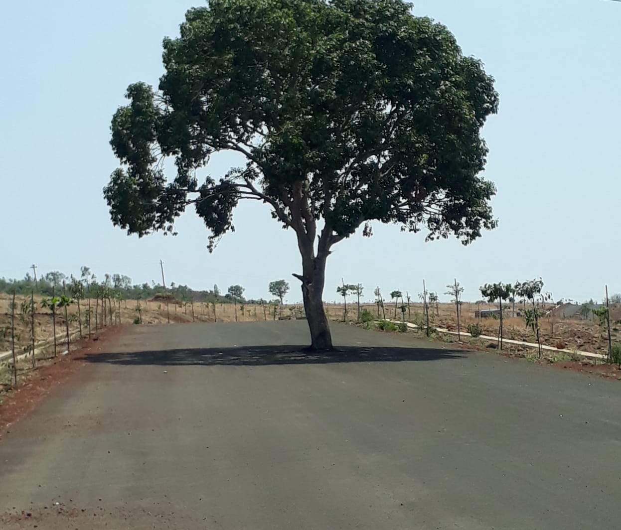 Tree on road