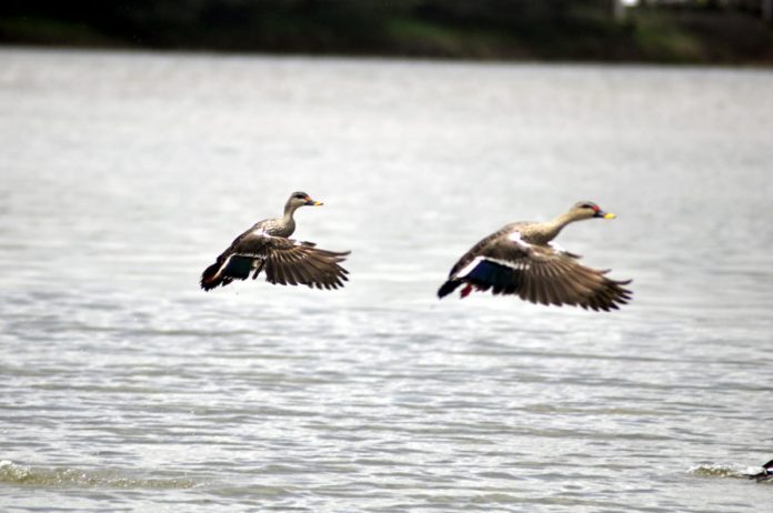 Bird santuary belgaum lake Bird santuary belgaum lake