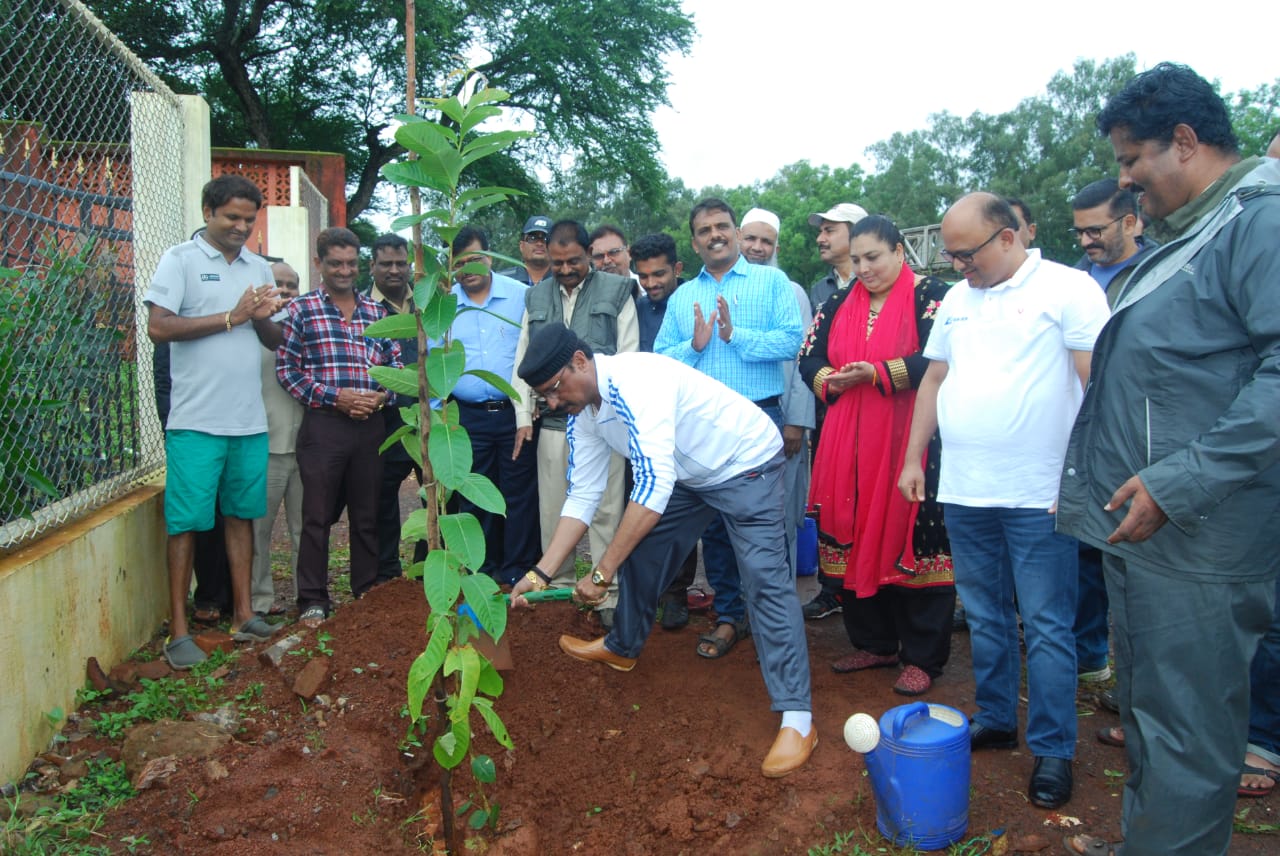 Tree plantation