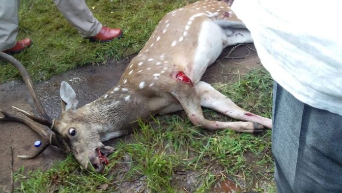 Deer death