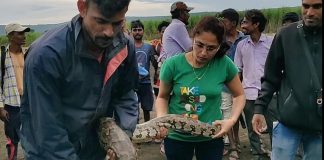 सुळेभावी जवळ आढळला 9 फुटी अजगर! Ajgar bgm