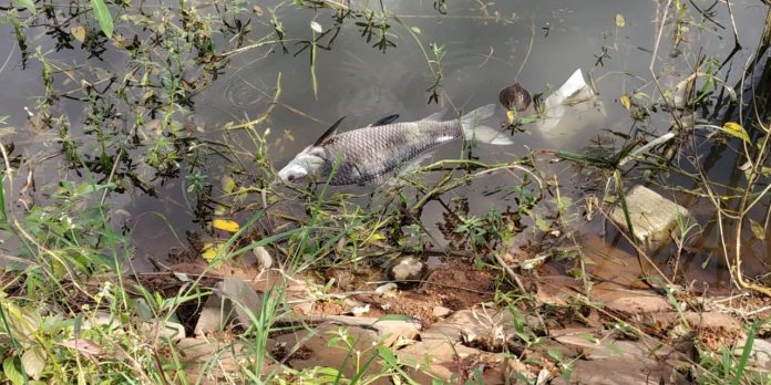 Fish dying Fish dying