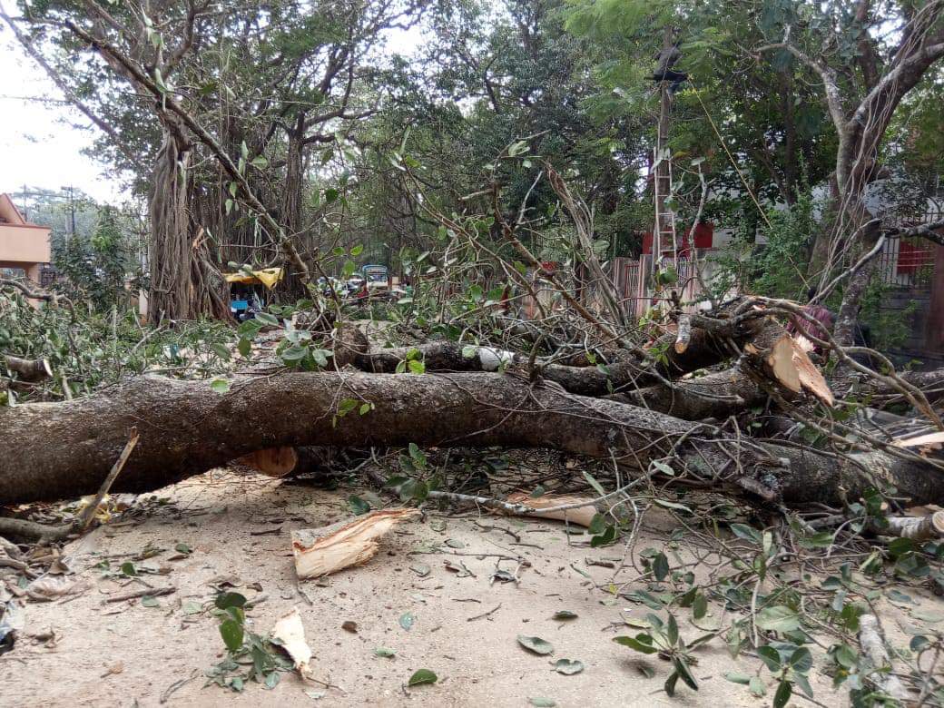 Tree cutting