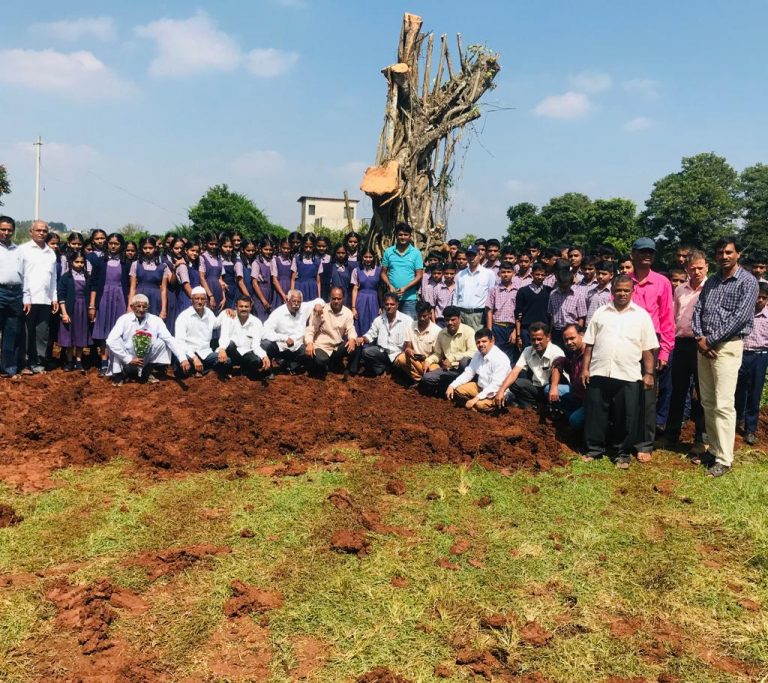 Tree re plantation