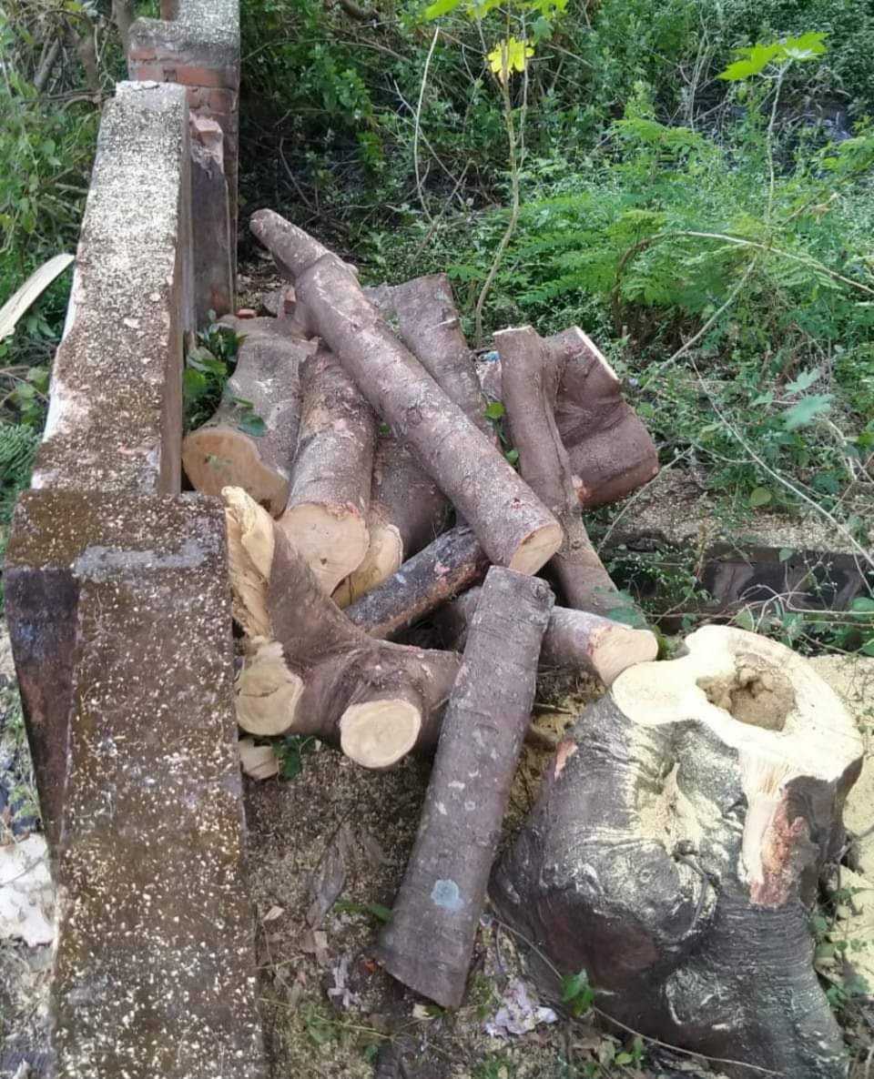 Illigal tree cutting