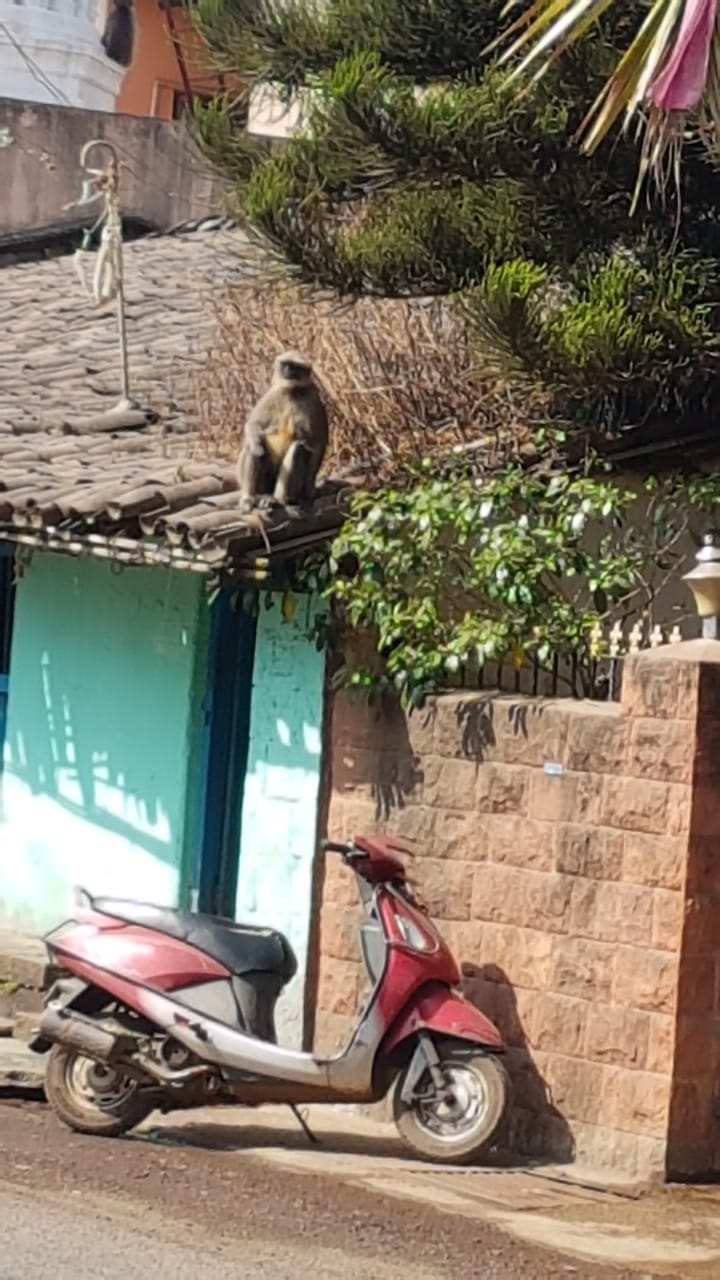 Monkey shahapur