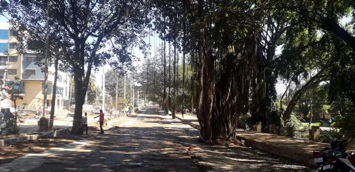 Tree forest Tree forest