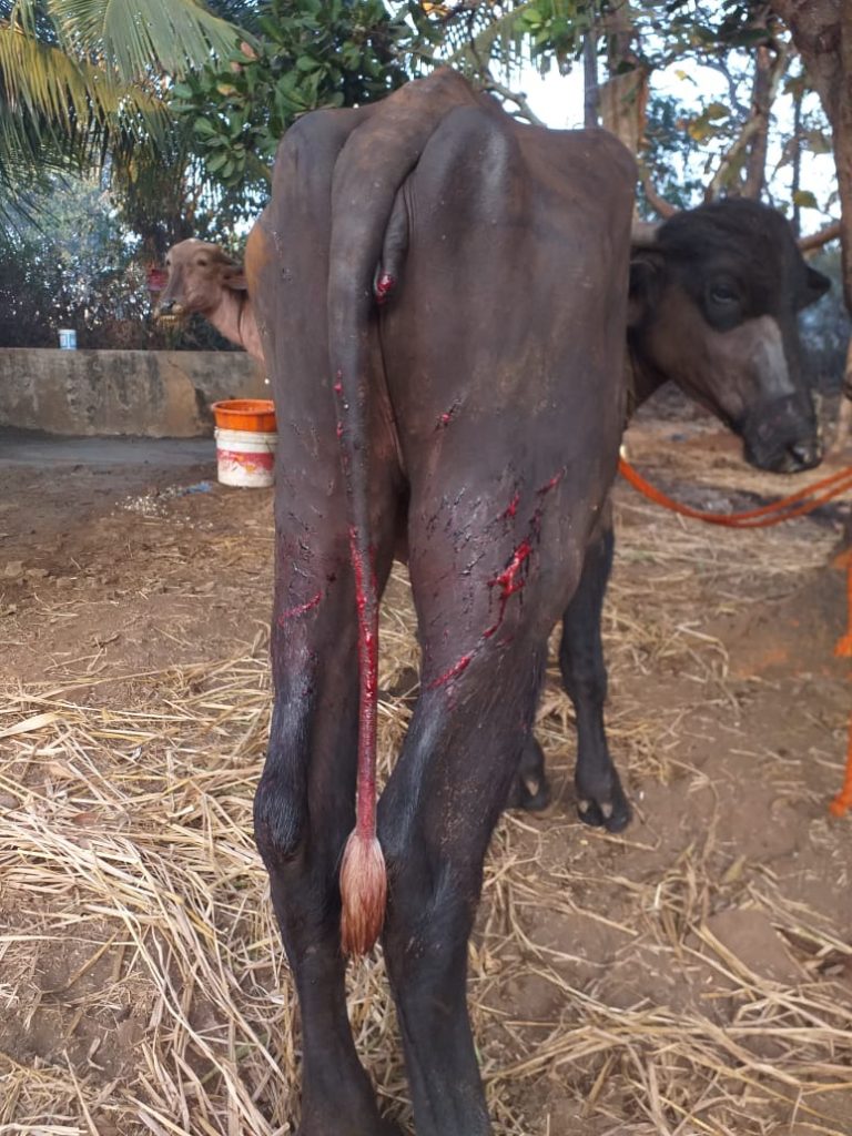 सुळगा येथे कुत्र्यांचा उच्छाद