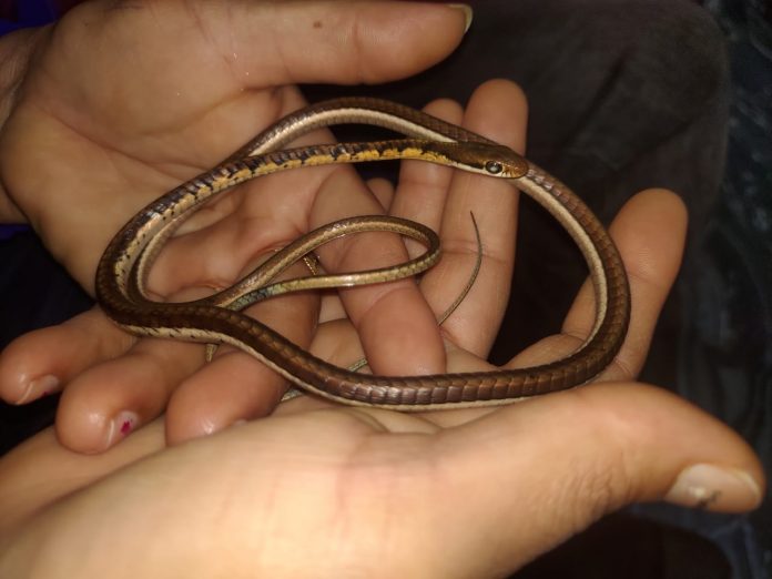 Snake found jnmc Snake found jnmc