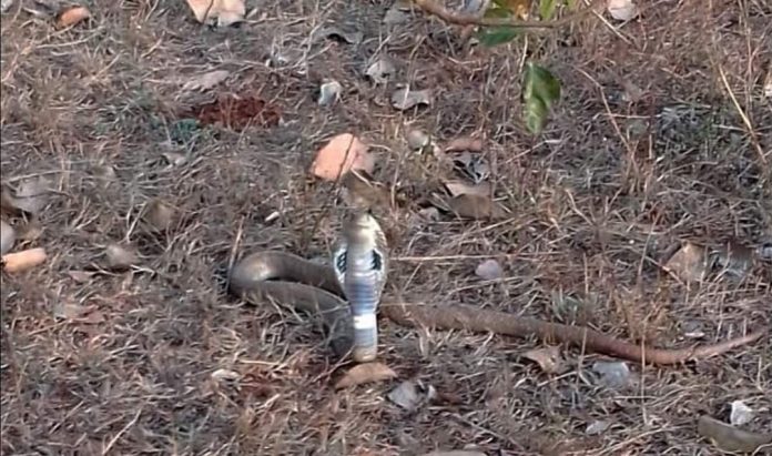 Snake rescue Snake rescue