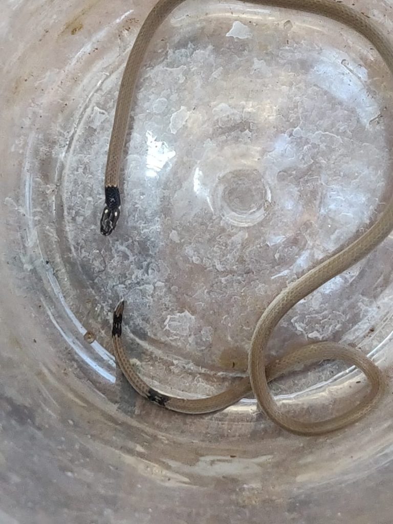 येळ्ळूर येथे आढळला दुर्मिळ विषारी सर्प