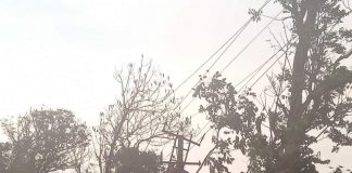 झाडे रस्त्यावर कोसळून येळ्ळूर रोड ठप्प