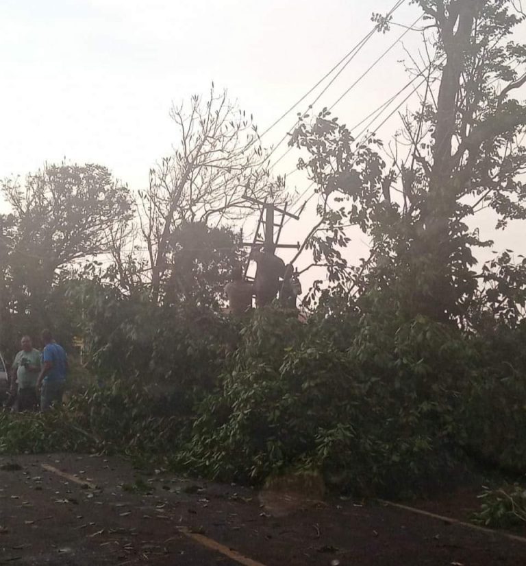 झाडे रस्त्यावर कोसळून येळ्ळूर रोड ठप्प