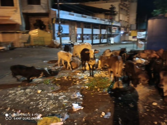 Cows eating medical waste Cows eating medical waste