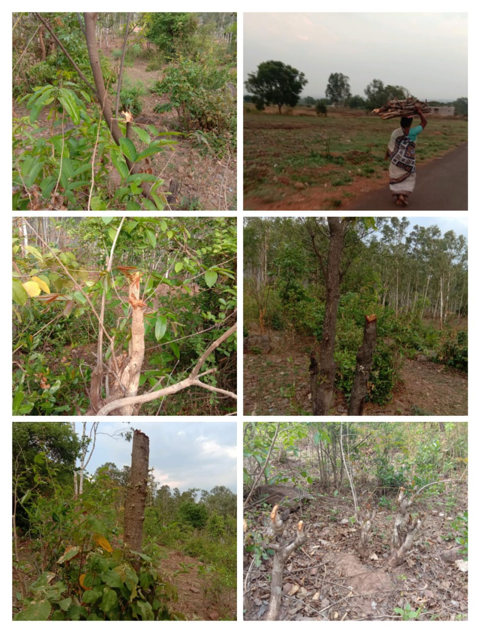 Tree cutting