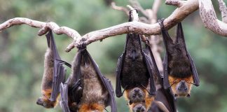 वटवाघळांना त्रास दिल्यास कारवाई : वन खात्याचा इशारा Bat