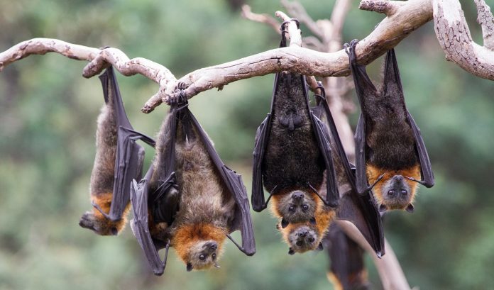 flying-foxes Bat