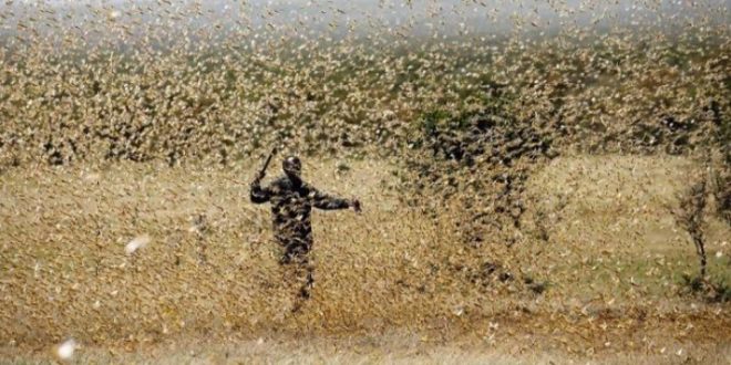 टोळधाडीचा कर्नाटकात देखीलअलर्ट