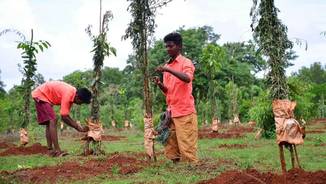 Tree plantation bgm