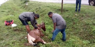 राष्ट्रीय महामार्गाच्या दुतर्फा बॅरिकेड्स घालण्याची मागणी Horse injured accident