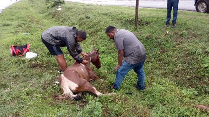 Horse injured accident