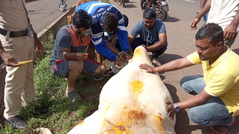 Injured cow