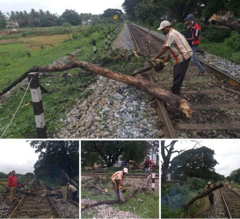 बेळगाव लाईव्ह”ची दखल : हटविला “तो” धोकादायक वृक्ष