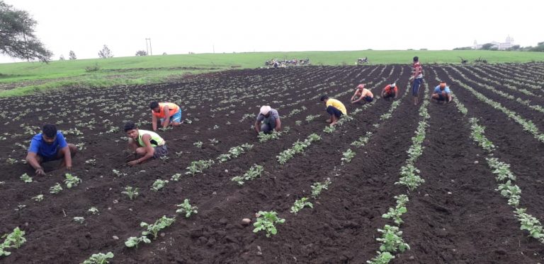 बटाटा पिकाचे मोठे नुकसान शेतकरी नेत्यांचा आंदोलनाचा इशारा