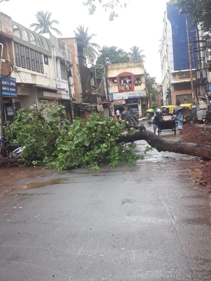 Saraf galli tree cutting