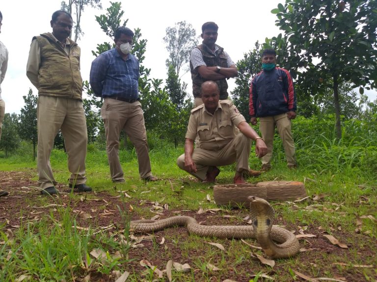 नागपंचमी दिवशी यांनी केली अस्सल नागाची बंदिवासातून मुक्तता