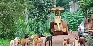 Street dogs