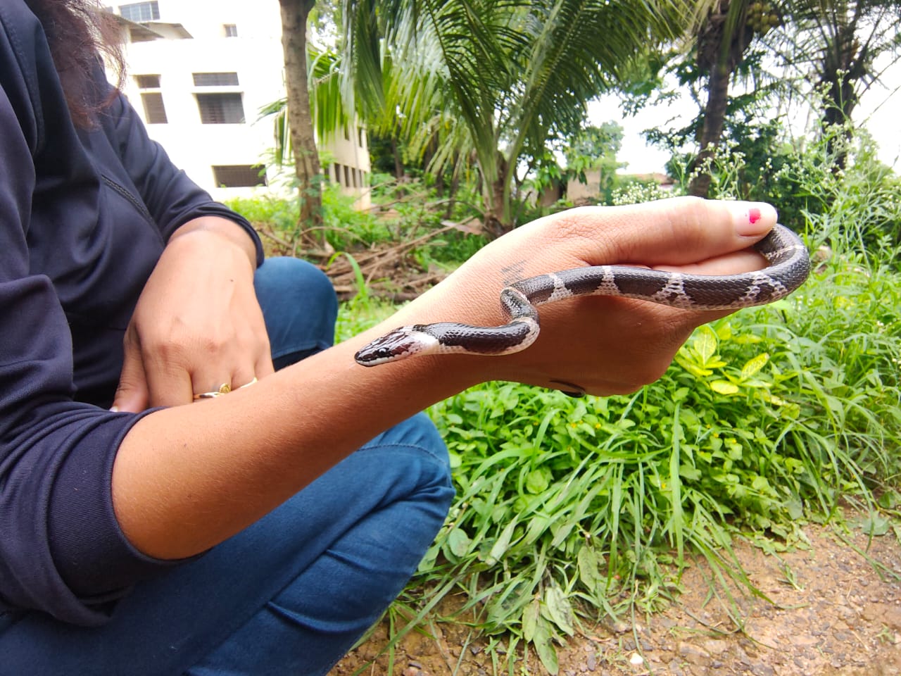 bridal snake