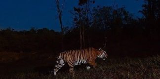 खानापूर जंगलात होत आहे 5 वाघांचे संवर्धन khanapur tiger file pic