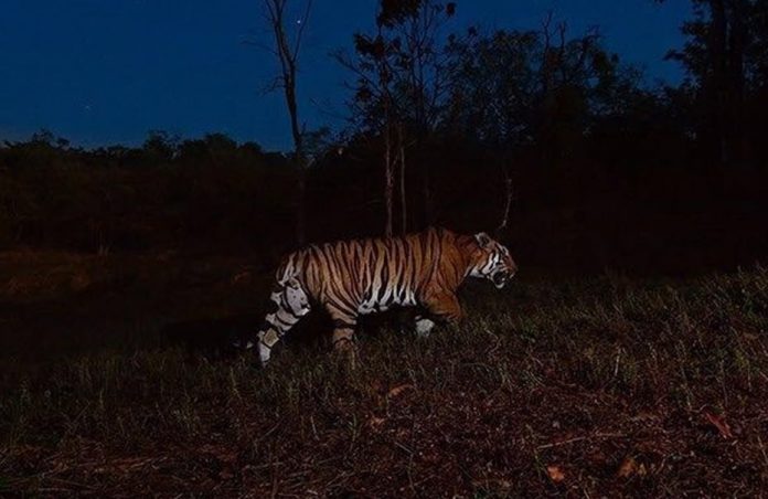 khanapur tiger file pic khanapur tiger file pic