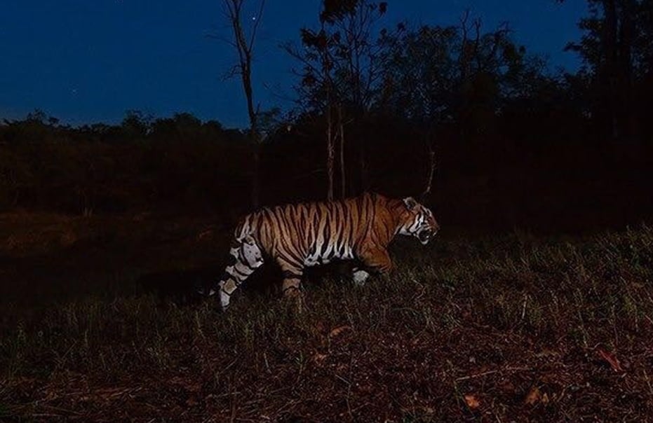 khanapur tiger file pic